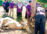 MAN 3 Padang Tebar Kepedulian dengan Berkurban