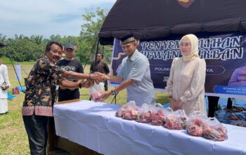 71 Hewan Kurban Disembelih di Nagari Gunung Medan, Warga Antusias Sambut Iduladha