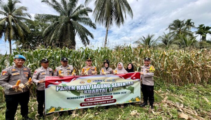 Polsek Lembah Melintang Olah Lahan Tidur Jadi Kebun Jagung, Dukung Asta Cita Presiden