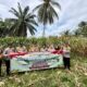 Polsek Lembah Melintang Olah Lahan Tidur Jadi Kebun Jagung, Dukung Asta Cita Presiden