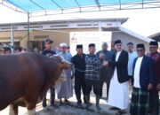 Sapi Kurban Presiden Prabowo Tiba di Bayang, Warga Pessel Antusias