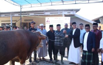 Sapi Kurban Presiden Prabowo Tiba di Bayang, Warga Pessel Antusias