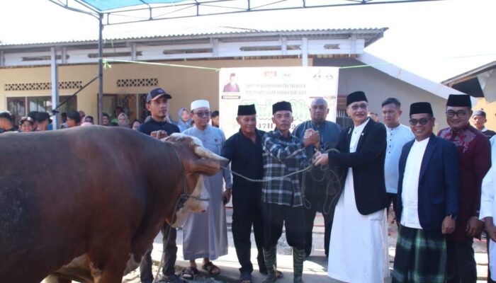 Sapi Kurban Presiden Prabowo Tiba di Bayang, Warga Pessel Antusias