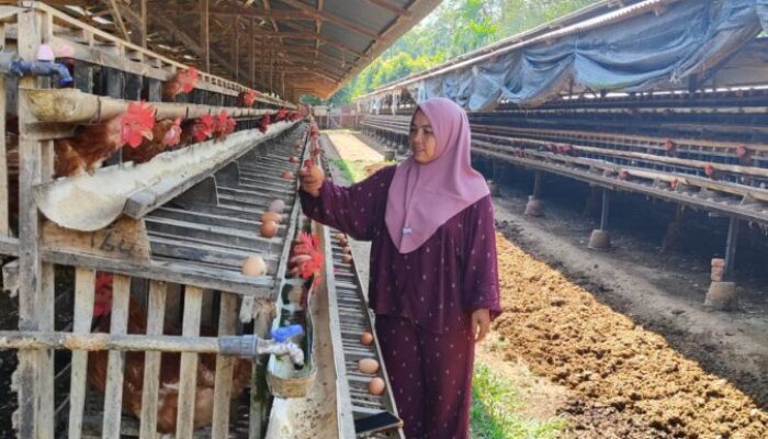 Peternak Ayam Petelur Koto Panjang Menjerit, Harga Telur Jatuh saat Pakan Kian Mahal
