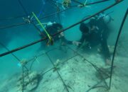 Pertamina IT Teluk Kabung Laksanakan Transplantasi Terumbu Karang di Pulau Pasumpahan