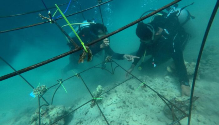 Pertamina IT Teluk Kabung Laksanakan Transplantasi Terumbu Karang di Pulau Pasumpahan