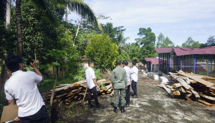 DLH Tebang Pohon Sengon di Hutan Kota Pasbar Tuai Polemik di Masyarakat