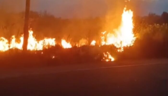Kebakaran Lahan Dekat Permukiman, Damkar Tapan Bergerak Cepat Selamatkan Rumah Warga