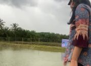 Program OVOP Komoditas Ikan di Dharmasraya Mulai Dilaksanakan