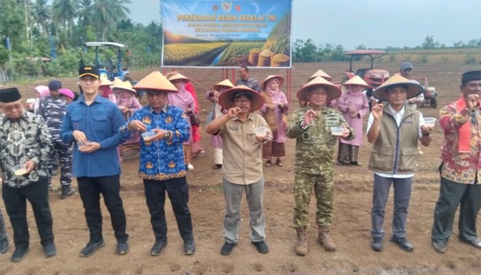 TNI AL Tebar Benih Kedelai di Agam, Dorong Swasembada dan Perkuat Ketahanan Pangan Nasional
