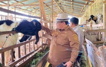 Bangun Ekosistem dari Nagari, Sukarli Tawarkan SOPRANO untuk Peternakan Rakyat Sumbar