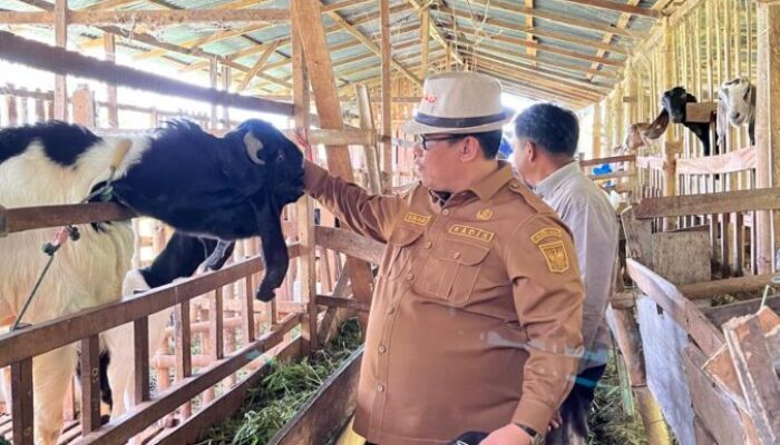 Bangun Ekosistem dari Nagari, Sukarli Tawarkan SOPRANO untuk Peternakan Rakyat Sumbar