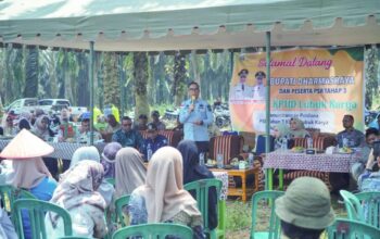 Sekda Medison Saksikan Pelaksanaan Tumbang Chiping Program Peremajaan Sawit Rakyat Tahap III di Lubuk Karya
