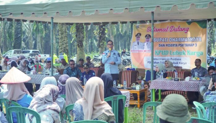Sekda Medison Saksikan Pelaksanaan Tumbang Chiping Program Peremajaan Sawit Rakyat Tahap III di Lubuk Karya