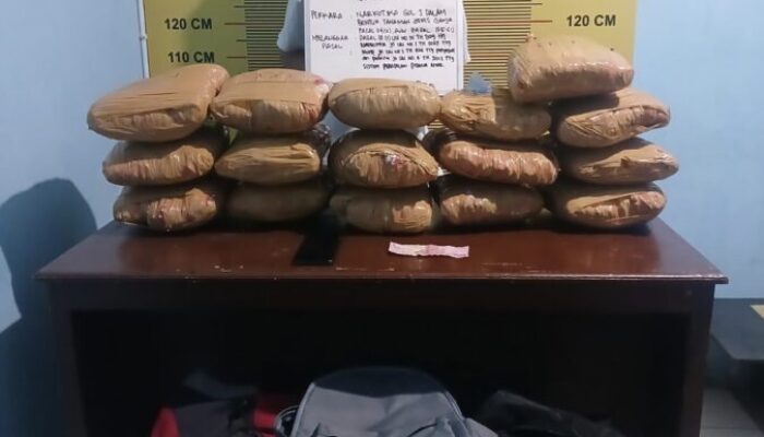 Satresnarkoba Polres Pasaman Bekuk Kurir Ganja, 16 Paket Besar Diamankan