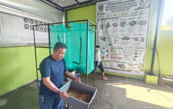Lawan Sampah dari Hulu, DLH Sumbar Mulai Budidayakan Maggot BSF