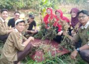Semangat Panen Kacang Tanah ATPH MAN 1 Tanah Datar, Bekal Lomba Kudapan  Nasional di Lamongan