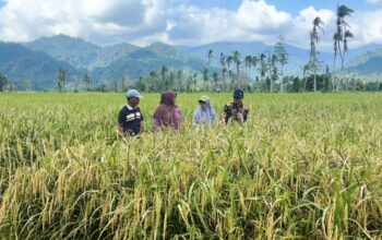 Lahan Pertanian di Sejumlah Daerah Perlahan Pulih