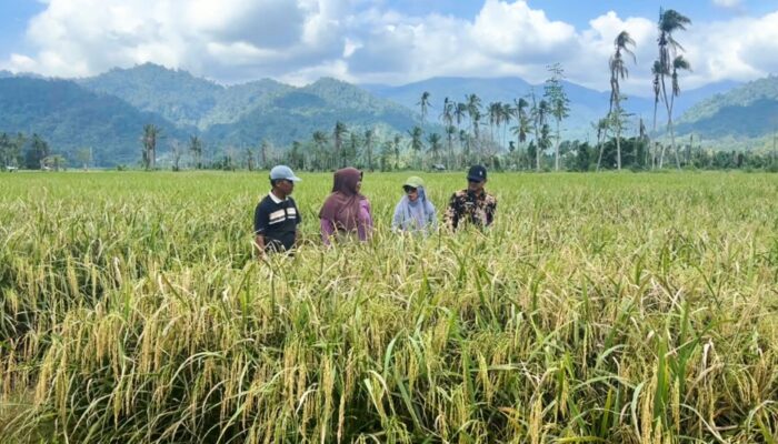 Lahan Pertanian di Sejumlah Daerah Perlahan Pulih