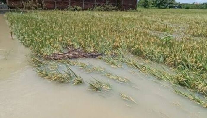 Lahan Pertanian Sumbar Kembali Direndam Banjir