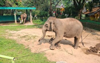 Enam Kali Disurati, Jidan tak Kunjung Dievakuasi, Pemko Bukittinggi Desak BKSDA