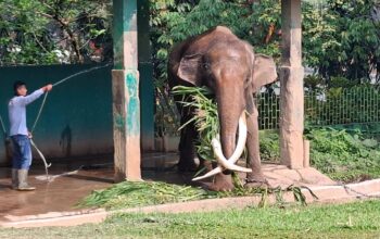 Keterbatasan Anggaran Hambat Translokasi Gajah Jidan