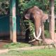 Keterbatasan Anggaran Hambat Translokasi Gajah Jidan