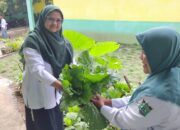 Semangat Keterampilan, ATPH MAN 1 Tanah Datar Sukses Panen Sayur Pakcoy