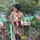 Gerasih MAN 1 Tanah Datar Implementasi Panca Cinta, Merawat Lingkungan Sepenuh Hati