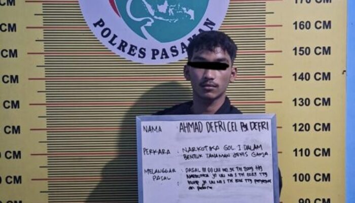 Tim Elang Timur Bekuk Pengedar Ganja di Panti, Dua Paket Besar Disita