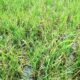 Panen Petani Canduang Anjlok, Fraksi Gerindra Soroti Serangan Hama Tikus dan Dampak Program SPM