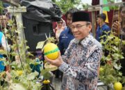 PLN
