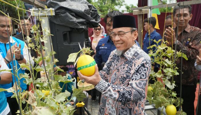 PLN Bantu Greenhouse KUBE Mego.Id, Produksi Melon di Pauh Naik jadi 1,1 Ton per Bulan